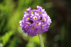 Attēlu rezultāti vaicājumam “Primula farinosa flower”
