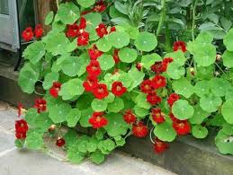Image result for Tropaeolum majes