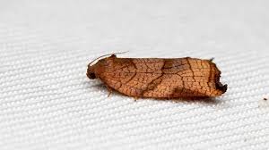 Attēlu rezultāti vaicājumam “Archips podana female”