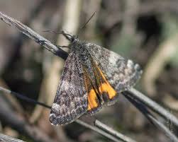 Attēlu rezultāti vaicājumam “Boudinotiana notha”