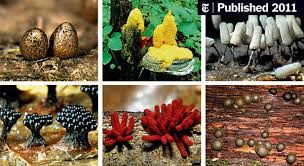 Attēlu rezultāti vaicājumam “Physarum album stalked”