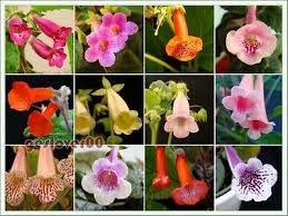 Image result for Sinningia