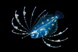 Attēlu rezultāti vaicājumam “Eupithecia subumbrata larva”