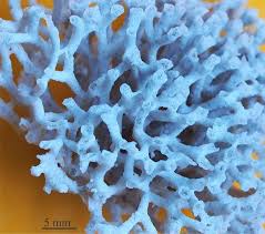 Attēlu rezultāti vaicājumam “Bryozoa”