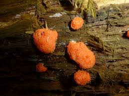 Attēlu rezultāti vaicājumam “Tubifera ferruginosa (subsp. ferruginosa)”