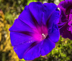 Image result for Ipomoea purpurea