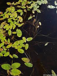 Attēlu rezultāti vaicājumam “Potamogeton natans leaf”