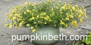 Attēlu rezultāti vaicājumam “Anthyllis arenaria flower”