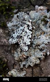 Attēlu rezultāti vaicājumam “Moma alpium”