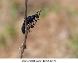 Attēlu rezultāti vaicājumam “Meloe sp. imago”