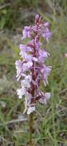 Attēlu rezultāti vaicājumam “Gymnadenia conopsea”