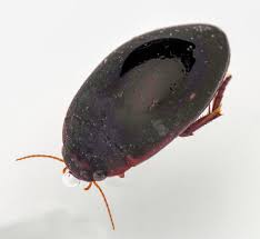 Attēlu rezultāti vaicājumam “Ilybius sp.”