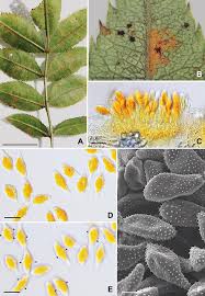 Attēlu rezultāti vaicājumam “Phragmidium sp.”