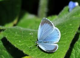 Attēlu rezultāti vaicājumam “Celastrina argiolus underside”
