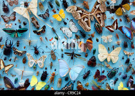 Attēlu rezultāti vaicājumam “Tischeria complanella larva”