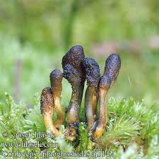 Attēlu rezultāti vaicājumam “Cordyceps ophioglossoides”