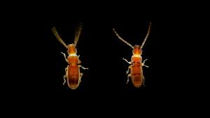 Attēlu rezultāti vaicājumam “Cucujidae”