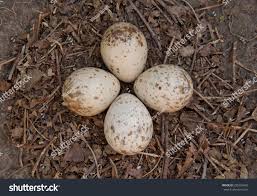 Attēlu rezultāti vaicājumam “Scolopax rusticola nest”