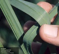 Attēlu rezultāti vaicājumam “Cladium mariscus leaf”