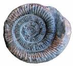 Making your Bones: The Fossil Record and Taphonomy - 5-Mar-09 ...