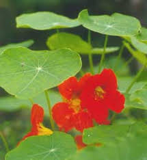Image result for Tropaeolum majes