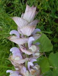 Image result for Salvia sclarea