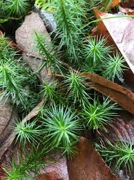 Attēlu rezultāti vaicājumam “Polytrichum commune”