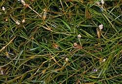 Attēlu rezultāti vaicājumam “Potamogeton rutilus”