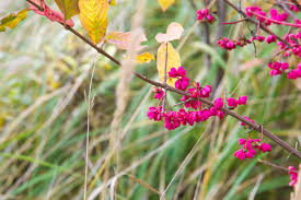 Attēlu rezultāti vaicājumam “Euonymus verrucosus fruit”
