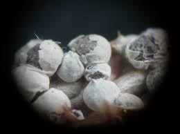 Attēlu rezultāti vaicājumam “Diderma montanum macro”