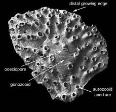 Attēlu rezultāti vaicājumam “Bryozoa”