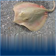 Image result for Hypanus sabinus