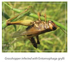 Attēlu rezultāti vaicājumam “Entomophaga grylli”