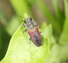Attēlu rezultāti vaicājumam “Actenicerus sjaelandicus”