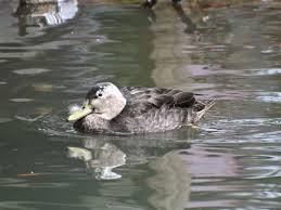 Image result for Anas rubripes