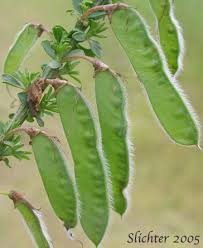 Attēlu rezultāti vaicājumam “Cytisus scoparius fruit”