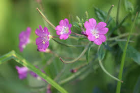 Attēlu rezultāti vaicājumam “Epilobium hirsutum leaf”