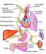 The <b>vagus nerves</b> communicate