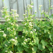 Attēlu rezultāti vaicājumam “Fagopyrum esculentum flower”