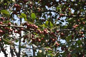 Attēlu rezultāti vaicājumam “Malus baccata fruit”