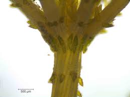 Attēlu rezultāti vaicājumam “Chara intermedia”