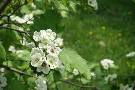 Attēlu rezultāti vaicājumam “Crataegus submollis flower”