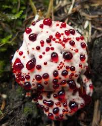 Attēlu rezultāti vaicājumam “Hydnellum ferrugineum”