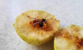 Attēlu rezultāti vaicājumam “Cynips quercusfolii”