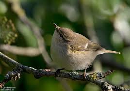 Image result for Phylloscopus humei