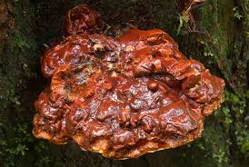 Attēlu rezultāti vaicājumam “Dentipellis fragilis”