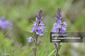 Attēlu rezultāti vaicājumam “Veronica officinalis leaf”