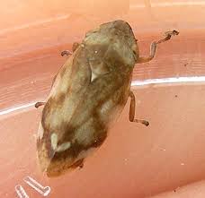 Attēlu rezultāti vaicājumam “Philaenus spumarius”