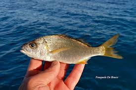 Image result for Pomadasys incisus