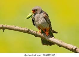 Image result for Falco vespertinus